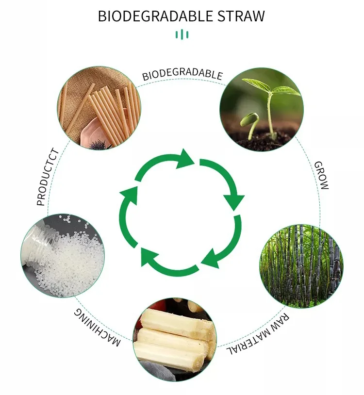 Sugarcane Straws PLA Free