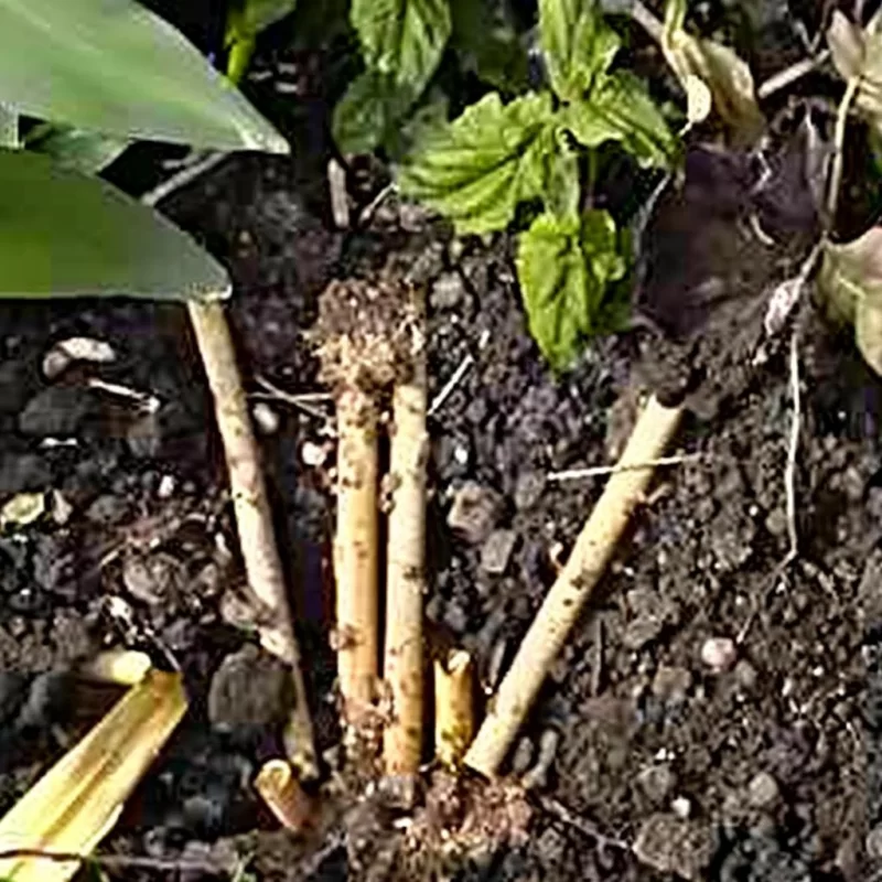sugarcane straws breakdown24-3-10 28